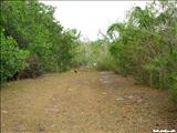 Aguirre Forest - GUAYAMA